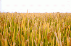 稻谷飘香迎有年|腾博会官网生产基地奏响丰收乐章